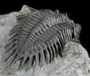 Delocare (Saharops) Trilobite - Top Quality Preparation #51861-4